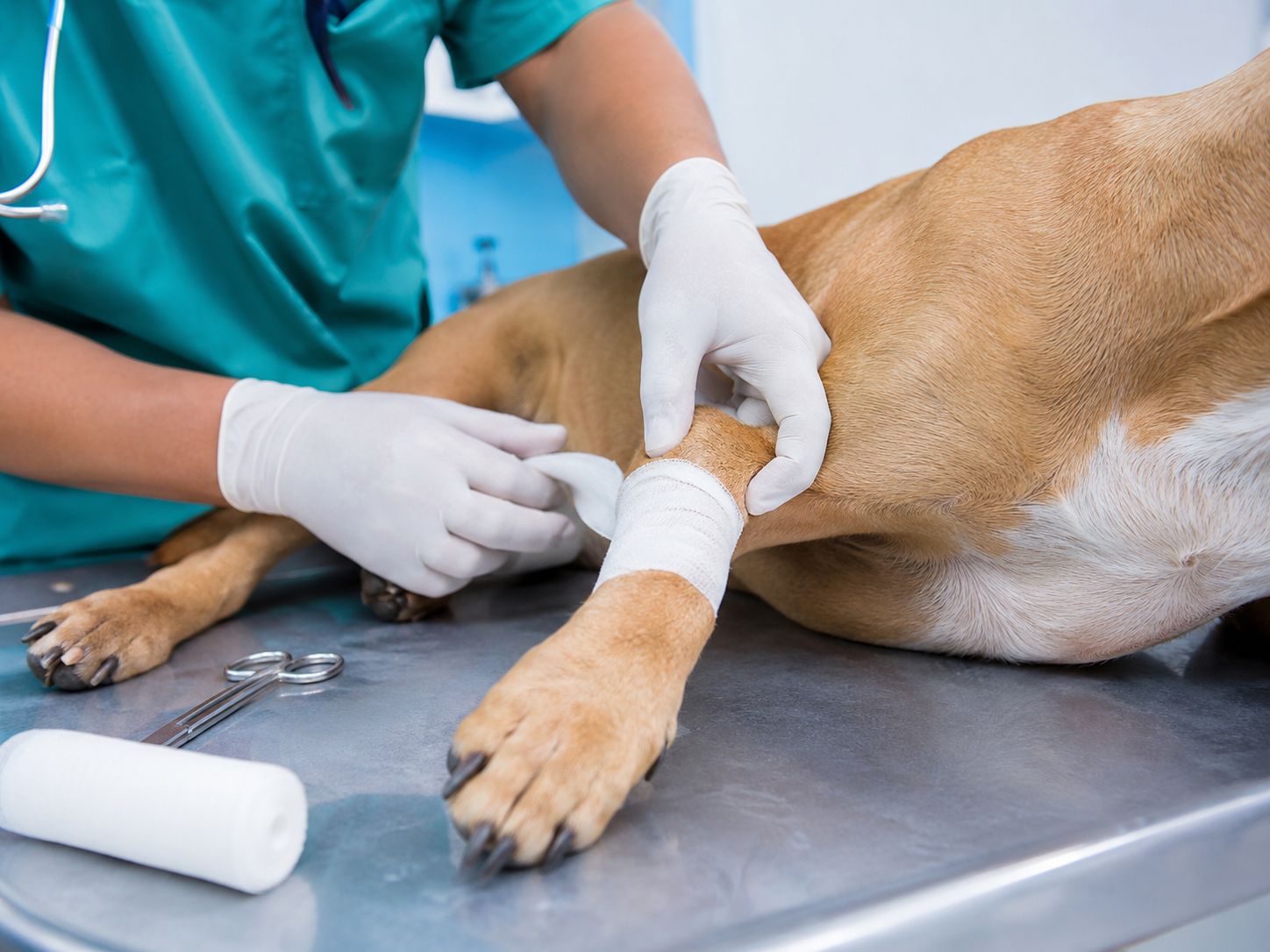 Tierärztliche Erstversorgung eines Hundes